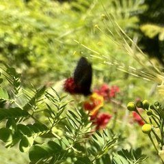 Parides photinus