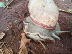 Megalobulimus