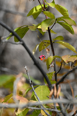 Euonymus latifolius