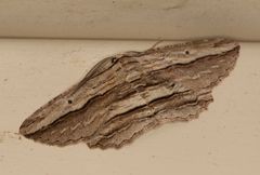 Euphronarcha luxaria