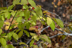 Euonymus latifolius