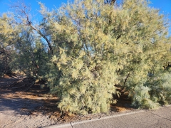 Tamarix