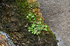 Marchantia polymorpha