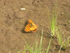 Catacroptera cloanthe