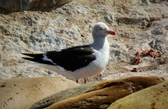 Leucophaeus scoresbii