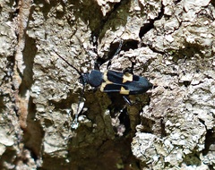 Calydon submetallicum