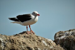 Leucophaeus scoresbii