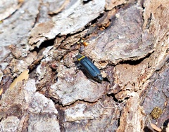 Chauliognathus magellanicus