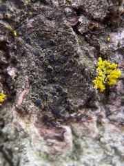 Rinodina
