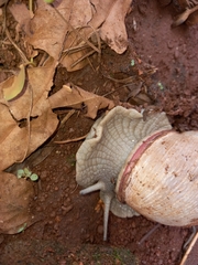 Megalobulimus