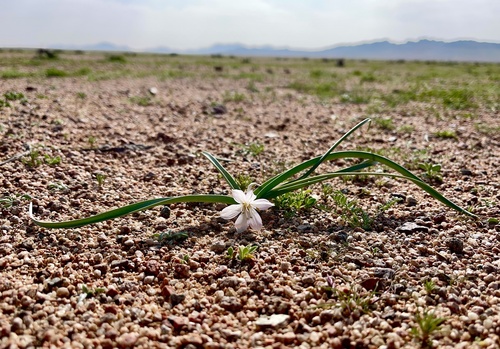Egyptian Autumn Crocus (Colchicum ritchii)