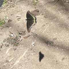 Battus polydamas polydamas