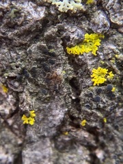 Rinodina