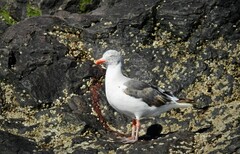 Leucophaeus scoresbii