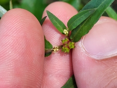 Microstachys corniculata