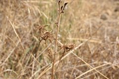 Pallenis spinosa spinosa