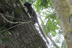 Callosciurus pygerythrus
