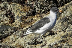 Leucophaeus scoresbii