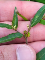 Microstachys corniculata