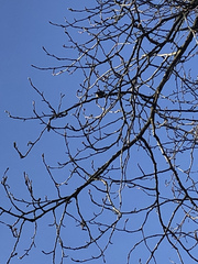 Poecile atricapillus