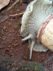 Megalobulimus