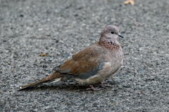 Streptopelia senegalensis