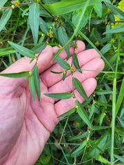 Microstachys corniculata