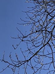 Poecile atricapillus