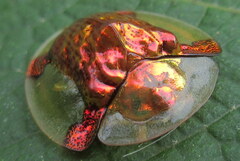 Aspidimorpha sanctaecrucis