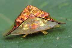 Aspidimorpha sanctaecrucis