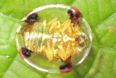 Aspidimorpha sanctaecrucis