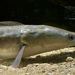 Giant Snakehead - Photo (c) Chrumps, some rights reserved (CC BY-SA)