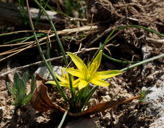 Gagea chlorantha