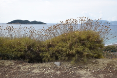 Ptilostemon chamaepeuce