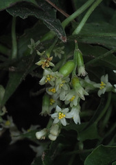 Dioscorea orientalis