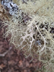 Evernia prunastri