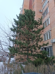 Pinus cembra