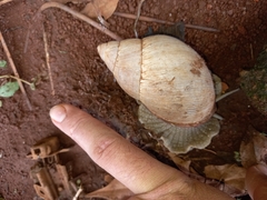 Megalobulimus