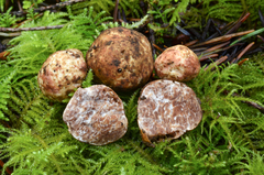 Tuber oregonense
