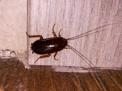 Blatta orientalis