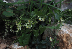 Dioscorea orientalis