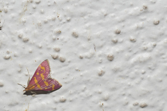 Pyrausta tyralis