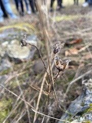 Camassia quamash
