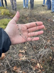Lomatium nudicaule