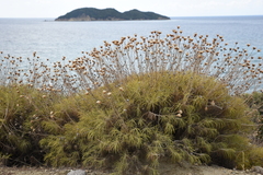 Ptilostemon chamaepeuce