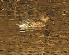 Anas crecca