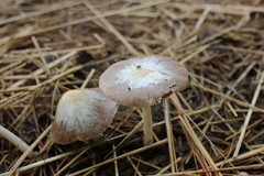 Bolbitius coprophilus