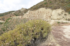 Ptilostemon chamaepeuce