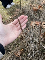 Lomatium nudicaule