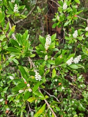 Cliftonia monophylla